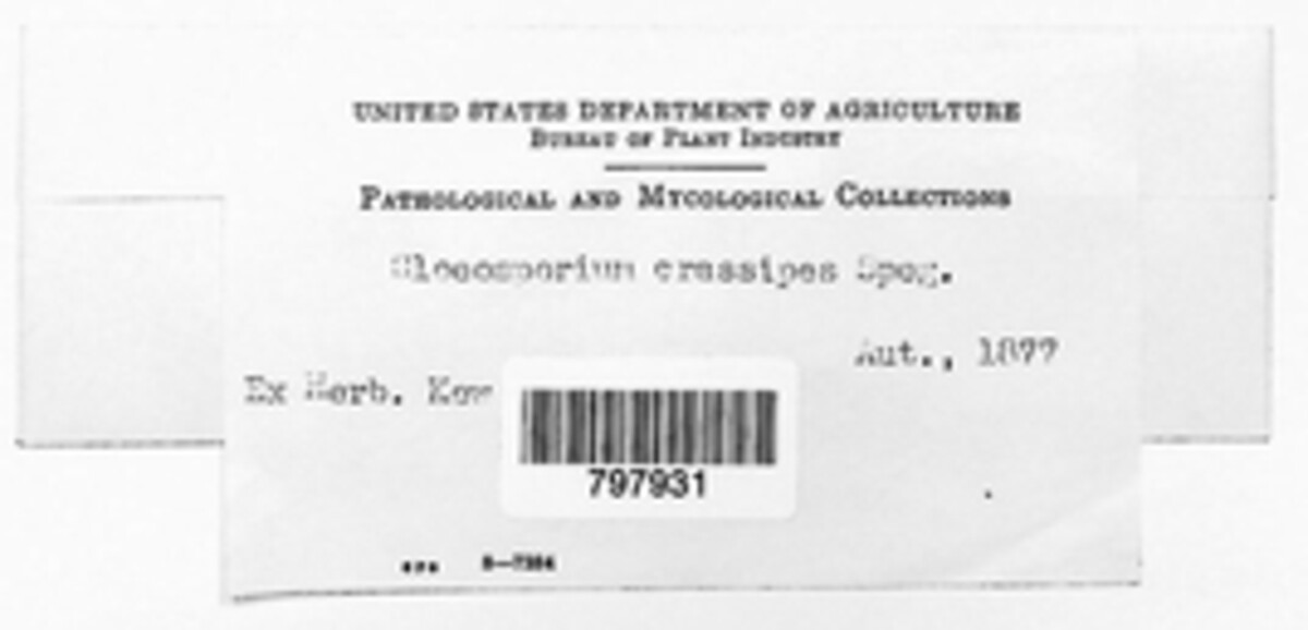 Colletotrichum crassipes image